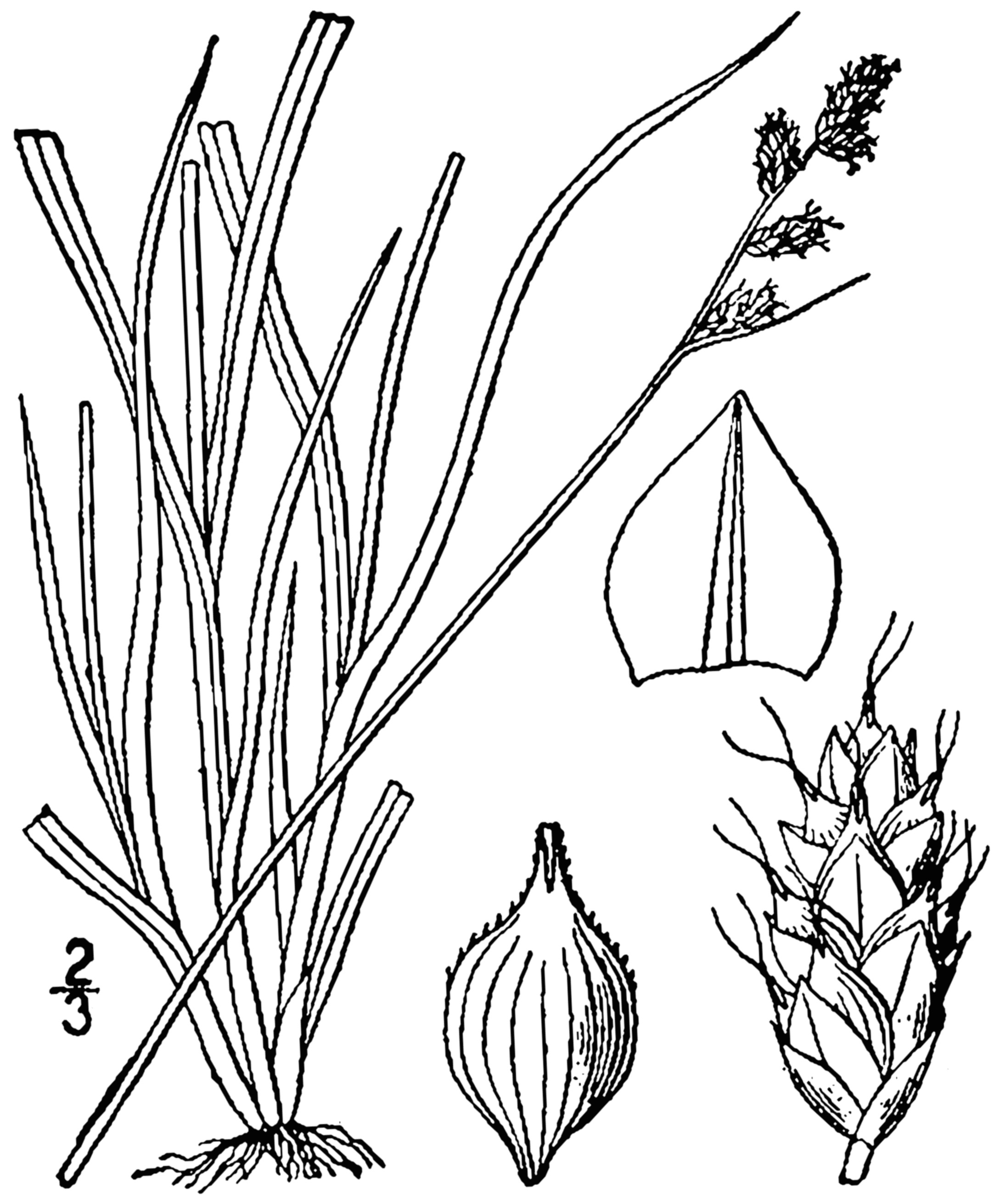 0 and 1 Drawing Datei Carex Brunnescens Drawing 1 Png Wikipedia