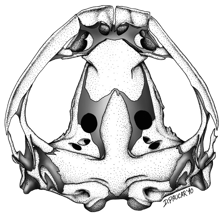 073 Drawing File Skull Of Osornophryne Simpsoni Male Zookeys 108 073 G005b Jpg