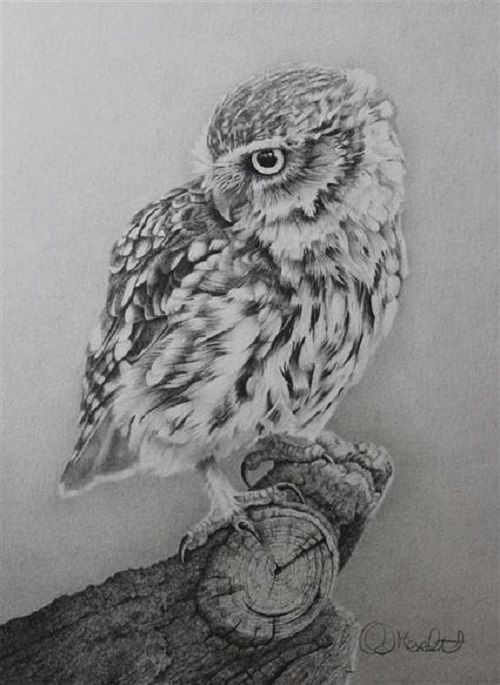 0wl Drawing Little Owl Realistic Pencil Drawing by British Wildlife Artist