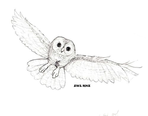 0wl Drawing northern Spotted Owl Drawing Google Search Country Photos