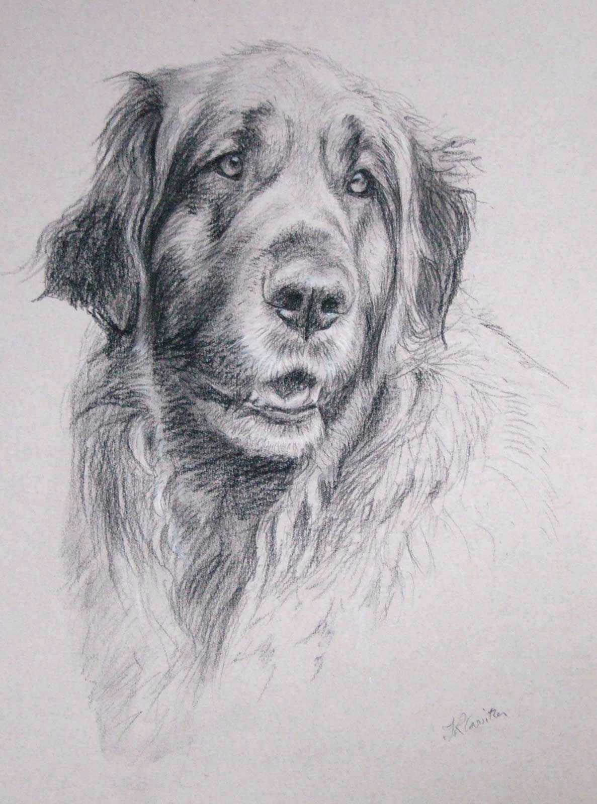 2 Dogs Drawing Leonberger Dog 2 Carbon Pencil On Paper Petportraits Petportrait