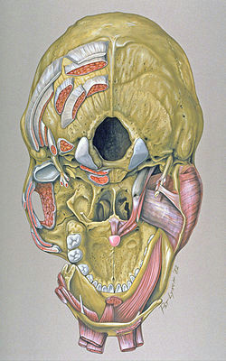 2 Skull Drawing Base Of Skull Wikipedia