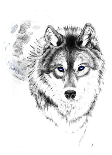 2 Wolf Drawing 10 Best Tattoos Images On Pinterest Wolf Tattoos Tattoo Designs