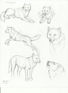 2 Wolf Drawing 347 Best Wolf within Images Wolf Drawings Wolves Wolf Pictures