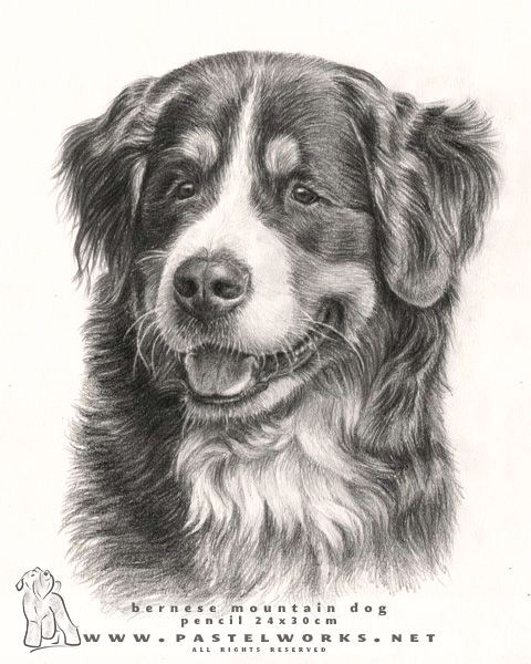 3 Dogs Drawing Beautiful Bernese Mountain Dog 3 Drawings Of Dogs Mountain Dogs