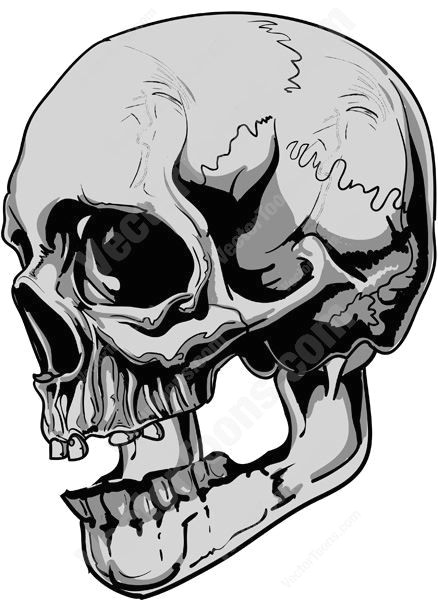3 Skulls Drawing Side View Of Gray Human Skull Tats Pinterest Skull Skull Art