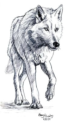 3 Wolves Drawing 180 Best Wolf Drawings Images Drawing Techniques Drawing