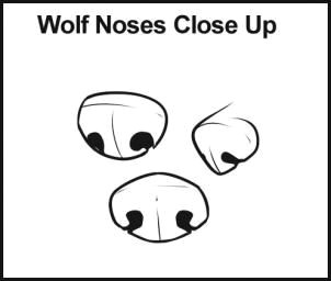 3 Wolves Drawing How to Draw Wolves Step 4 Here are some Different Types Of Noses