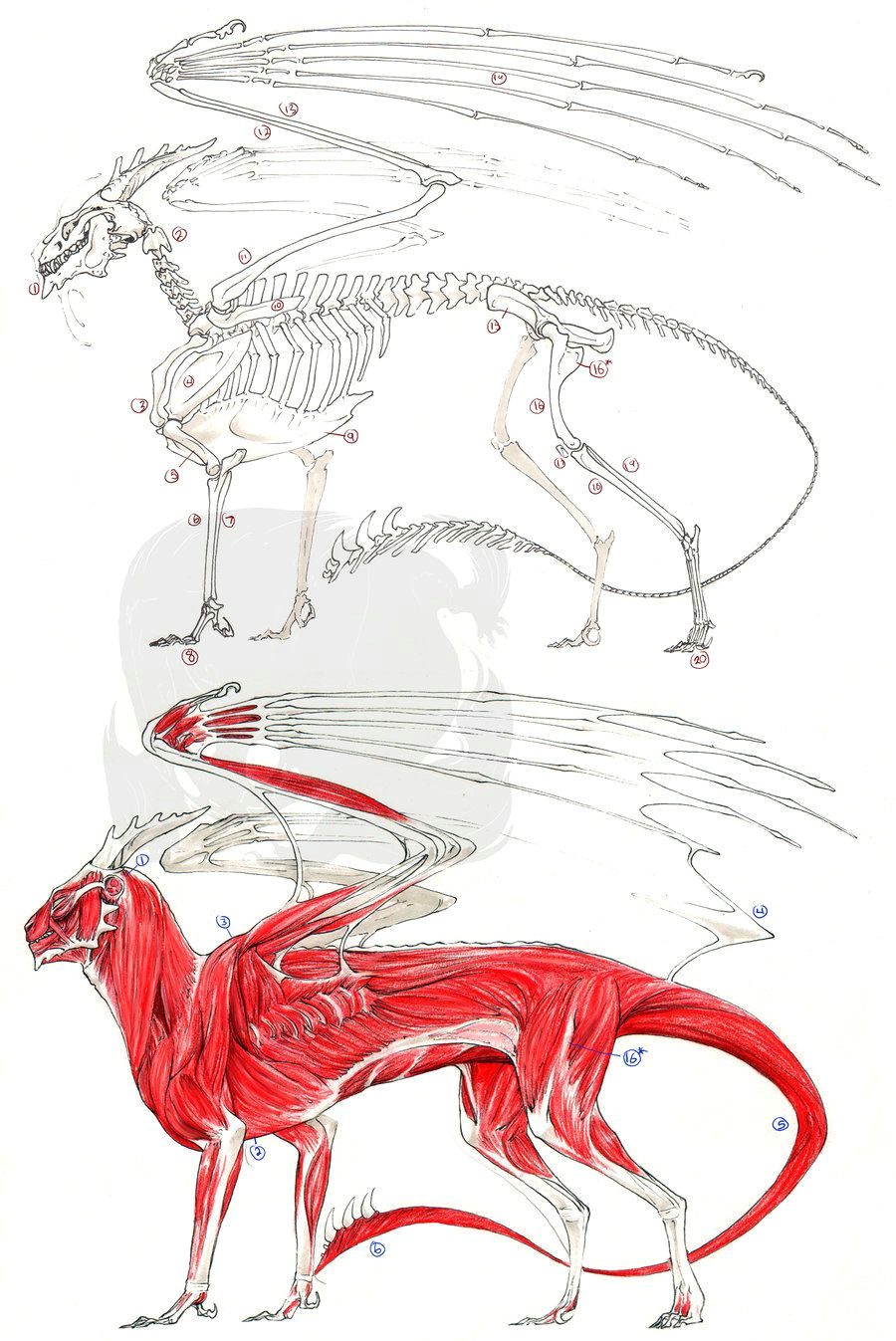 3d Drawing Dragons European Dragon Anatomy by Pythosblaze Deviantart Com Monsters