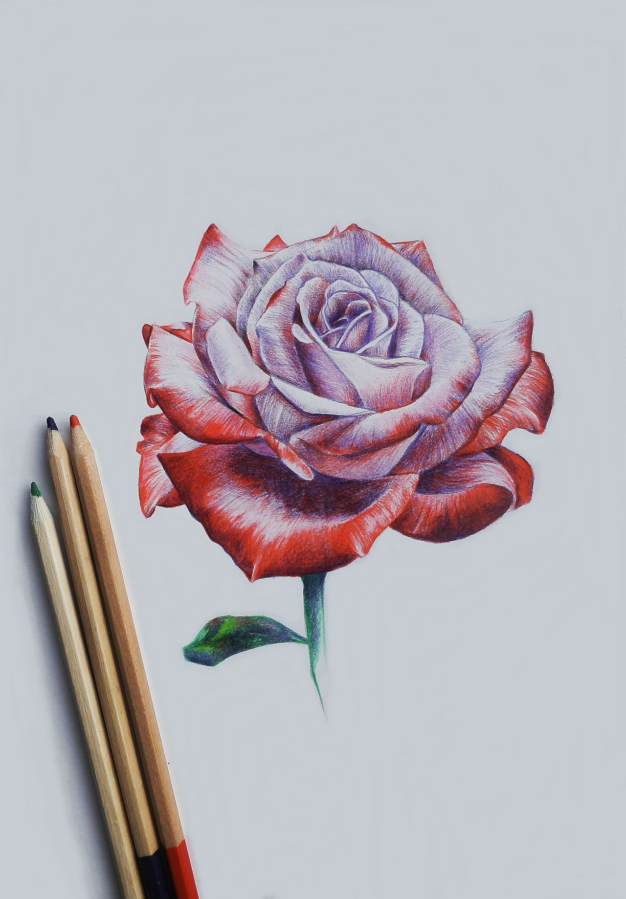 3d Drawing Of A Rose Drawing Rose More Art Lapis De Cor Aquarela Arte 3d