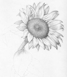 3d Pencil Drawings Of Flowers 1412 Nejlepa A Ch Obrazka Z Nasta Nky Flower Drawings Drawings