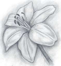 3d Pencil Drawings Of Flowers Credit Spreads In 2019 Drawings Pinterest Pencil Drawings