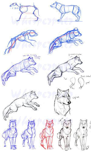 4 Ways to Draw A Wolf Guides to Drawing Wolves How to Pinterest Drawings Animal