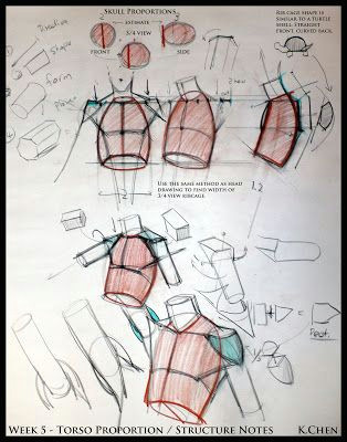 5 Drawing Techniques Analytical Figure Drawing Sp08 Week 5 Upper torso Demo Temporal