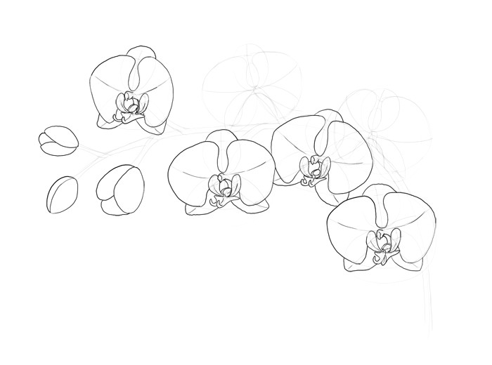 5 Petal Flowers Drawing How to Draw Flowers the Sexy and Sultry orchid