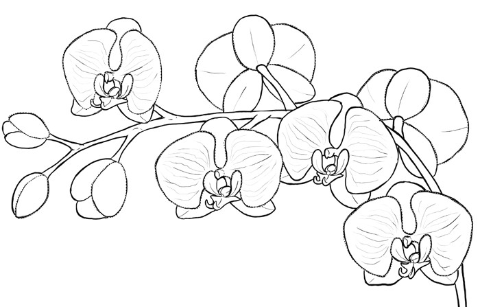 5 Petal Flowers Drawing How to Draw Flowers the Sexy and Sultry orchid