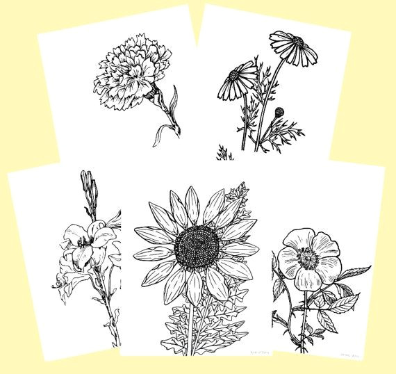5 Petal Flowers Drawing Printable Floral Coloring Pages Bundle Of 5 Adult Children