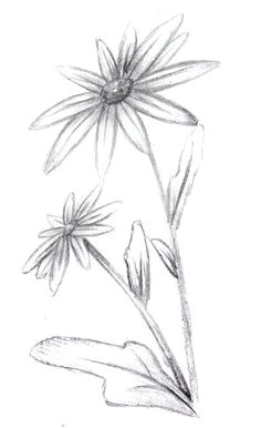 8 March Flowers Drawing 361 Best Drawing Flowers Images Drawings Drawing Techniques