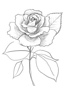 A Beautiful Drawing Of A Rose 163 Best How to Draw Rose Images Drawings Drawing Flowers How to