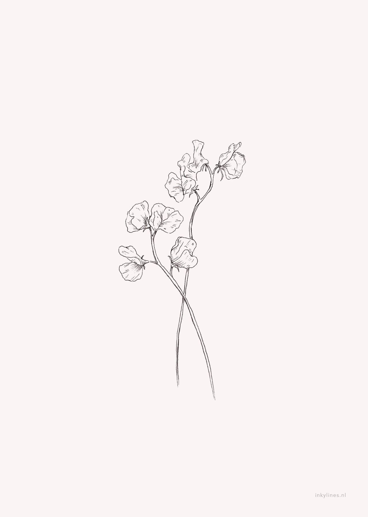 A Beautiful Drawing Of Flowers Sweet Pea In 2019 Journal Drawings Flowers Art