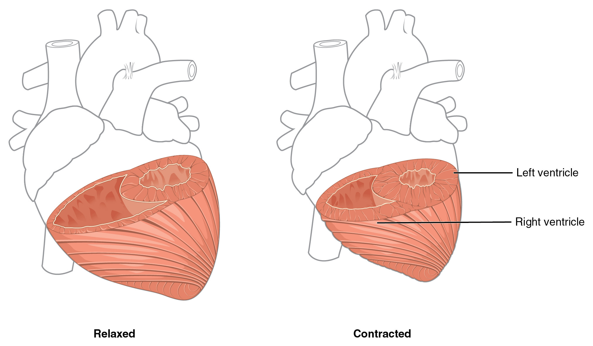 A Drawing Of the Heart and Labeled 19 1 Heart Anatomy Anatomy and Physiology