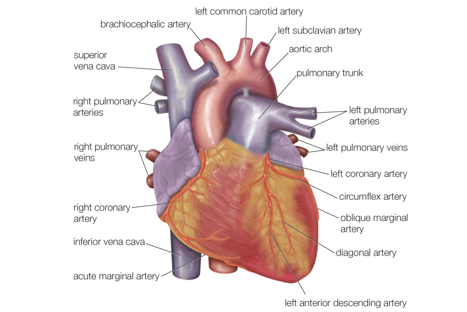 A Drawing Of the Heart and Labeled Anatomy Of the Heart Diagram View