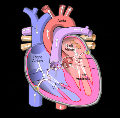 A Drawing Of the Heart and Labeled Aortic Valve Wikipedia