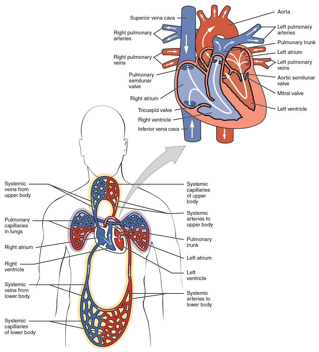 A Drawing Of the Heart and Labeled Heart Anatomy Anatomy and Physiology Ii