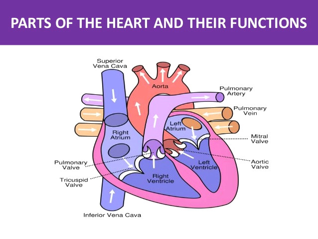 A Drawing Of the Heart and Labeled Parts Of the Heart and their Functions