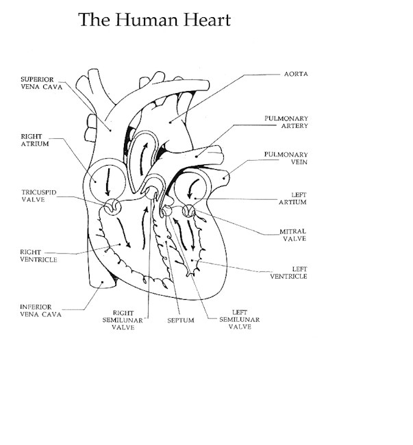 A Drawing Of the Heart and Labeled the Heart and Circulation Of Blood