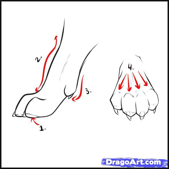 A Drawing Picture Of A Wolf Wolf Drawings Step by Step How to Draw Wolves Step 3 Art Color