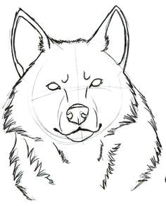 A Easy Drawing Of A Wolf 886 Best Drawing Wolves Images In 2019 Wolves Anime Wolf Drawing S