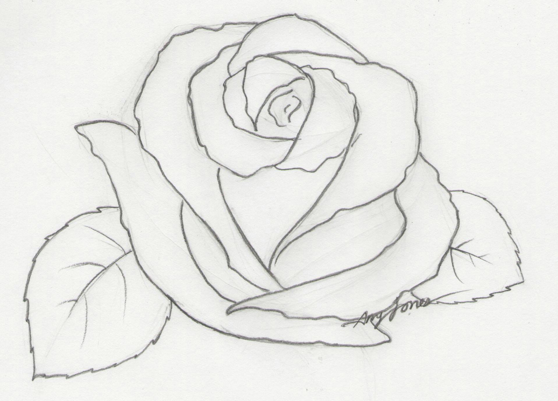 A Simple Drawing Of A Rose Hoontoidly Roses Drawings Images