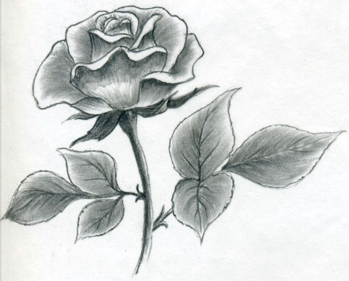 A Simple Drawing Of A Rose Image Result for L How to Draw A Simple Rose Buku Sketsa
