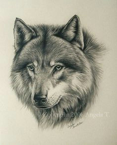 A Simple Drawing Of A Wolf 180 Best Wolf Drawings Images Drawing Techniques Drawing