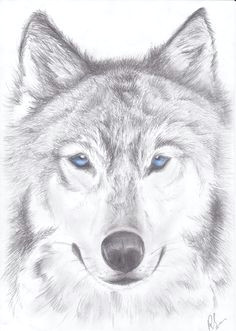 A Simple Drawing Of A Wolf 180 Best Wolf Drawings Images Drawing Techniques Drawing