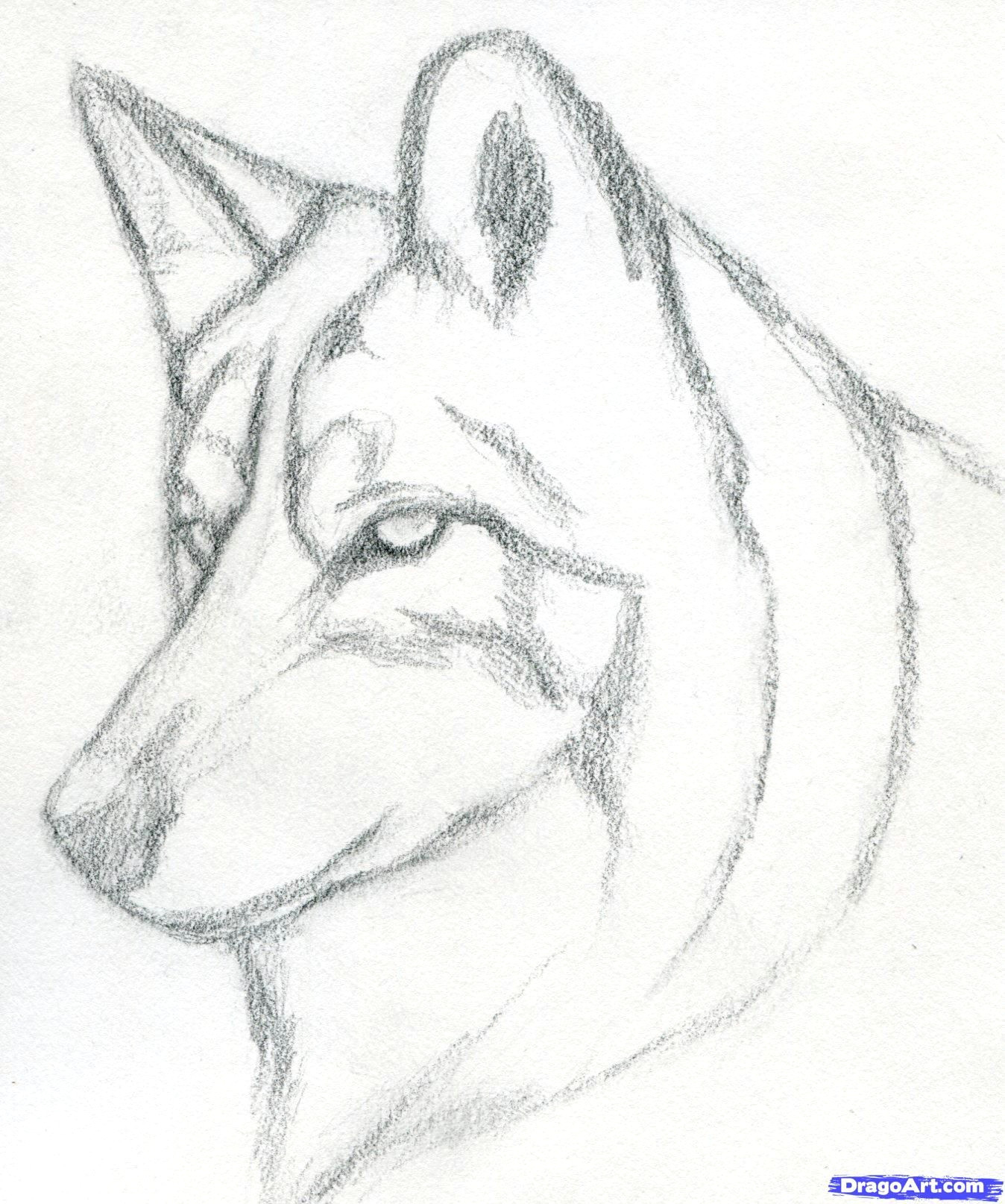 A Simple Drawing Of A Wolf How to Draw A Wolf Head Mexican Wolf Step 3 Drawings Pinterest