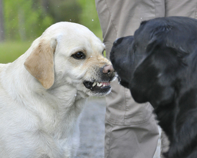 Aggressive Dog Drawing Can You Understand the Different Types Of Dog Growls Psychology today