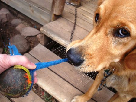 Aggressive Dog Drawing What to Do when Your Puppy Swallows A foreign Object