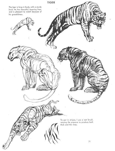 Anatomy Of A Cat Drawing D D D D N N D Animals Pinterest Drawings Animal Drawings and Art