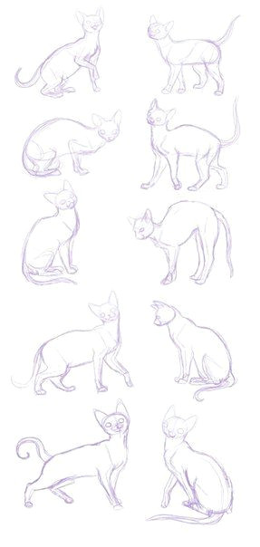 Anatomy Of A Cat Drawing D D N N D D Do D D N Dod Art Drawings Cat Sketch Sketches