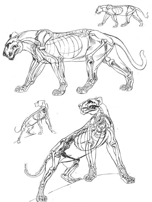 Anatomy Of A Cat Drawing D Dµd Dµd N N D D Dod N D N N D N Cat Drawing Pinterest Animal Drawings