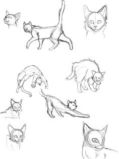 Anatomy Of A Cat Drawing Die 78 Besten Bilder Von Drawing Cats In 2019 Draw Animals