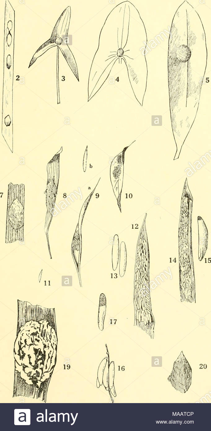 Ava G Drawings Bookyear1920 Stockfotos Bookyear1920 Bilder Alamy