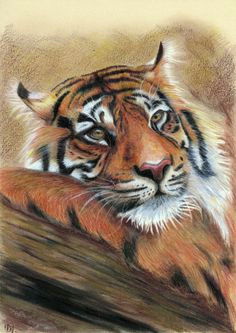 B Drawing Size 488 Mejores Imagenes De Tiger Drawing Sketches Draw Animals Y