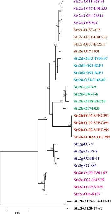 B Tree Drawing tool Identification and Pathogenomic Analysis Of An Escherichia Coli