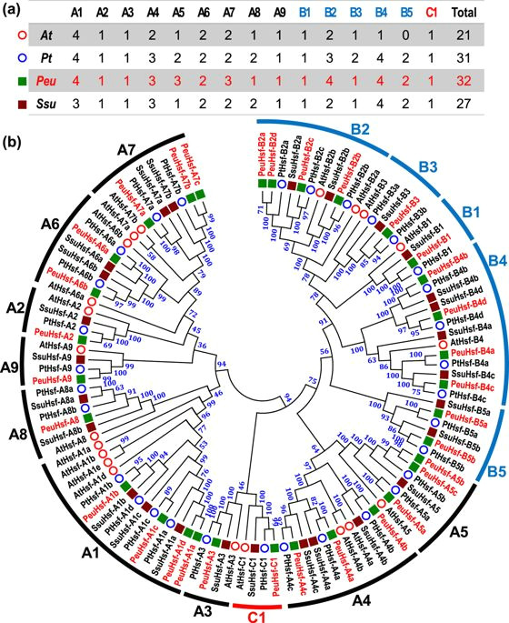 B Tree Drawing tool Molecular Evolution and Expression Divergence Of the Populus