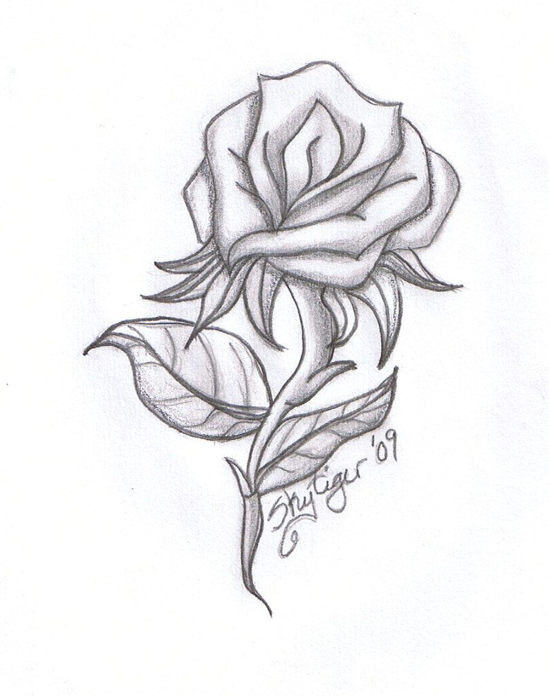 Basic Drawing Of A Rose Rose Drawings Rose Pencil Drawing by Skytiger On Deviantart