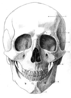 Basics Of Drawing Human Skulls 412 Best Drawing Human Faces Images In 2019 Drawing Faces Drawing