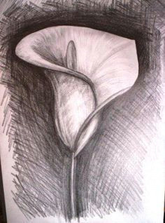 Beautiful Drawings Of Flowers Easy 61 Best Art Pencil Drawings Of Flowers Images Pencil Drawings